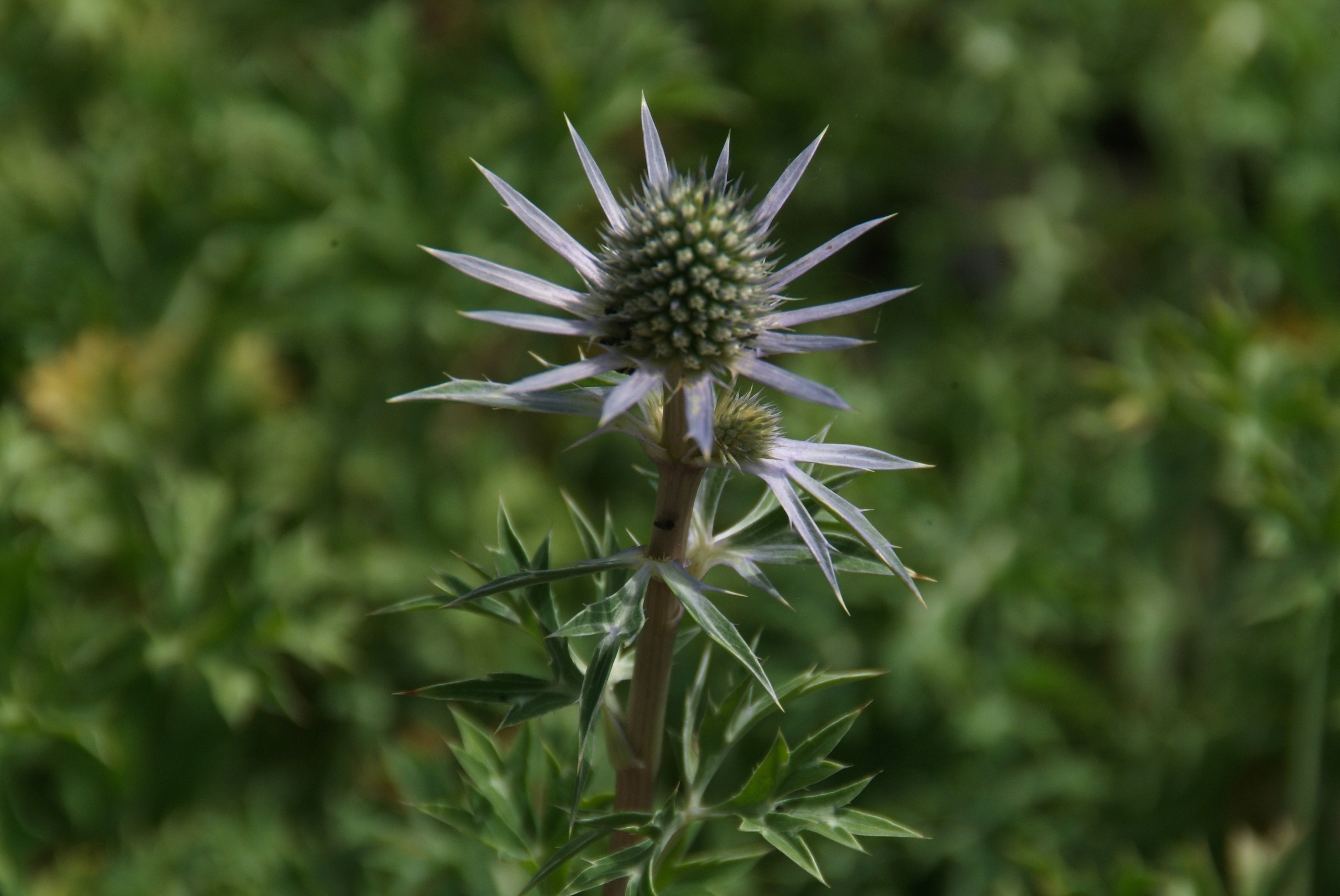 Eryngium bourgatiiBourgat's kruisdistel bestellen